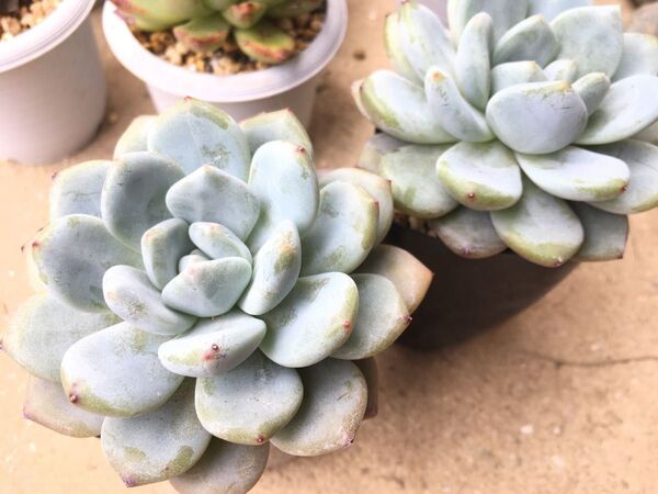 多肉植物 抜き苗 エケベリア 韓国苗 2苗セット