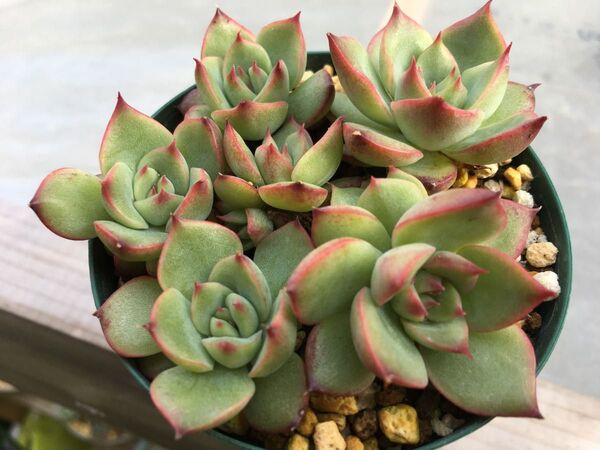 多肉植物 エケベリア 抜き苗 すべて