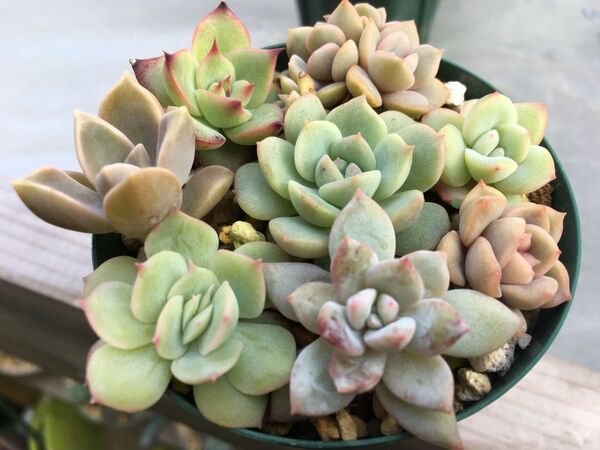 多肉植物 エケベリア 寄せ植え用 抜き苗 すべて