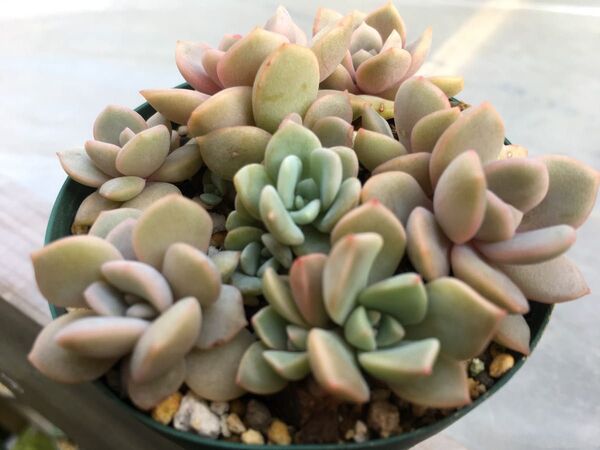 多肉植物 エケベリア 寄せ植え用 抜き苗 すべて