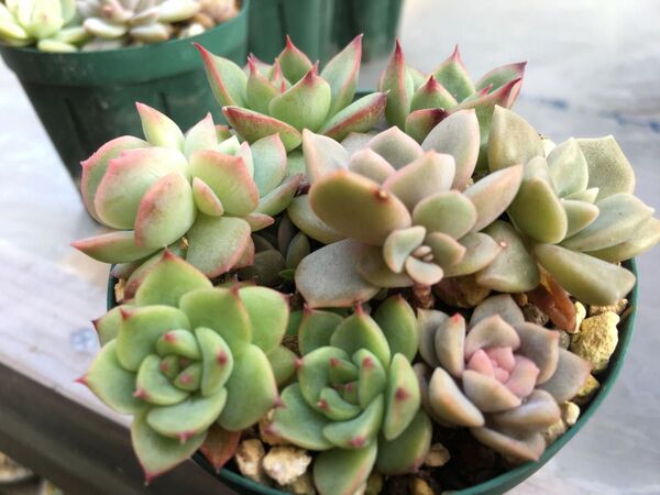 多肉植物 エケベリア 寄せ植え用 抜き苗 すべて