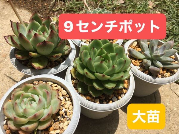 多肉植物 エケベリア 抜き苗