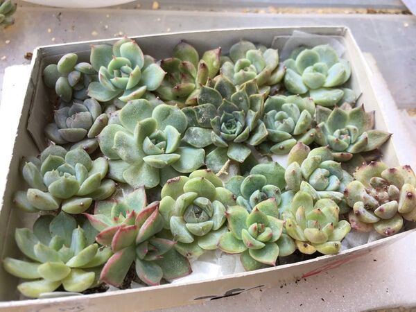 多肉植物 エケベリア 抜き苗 寄せ植え用