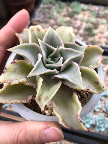 エケベリア 多肉植物 マディバ 抜き苗