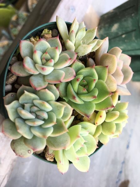 多肉植物 エケベリア 寄せ植え用 抜き苗 全て