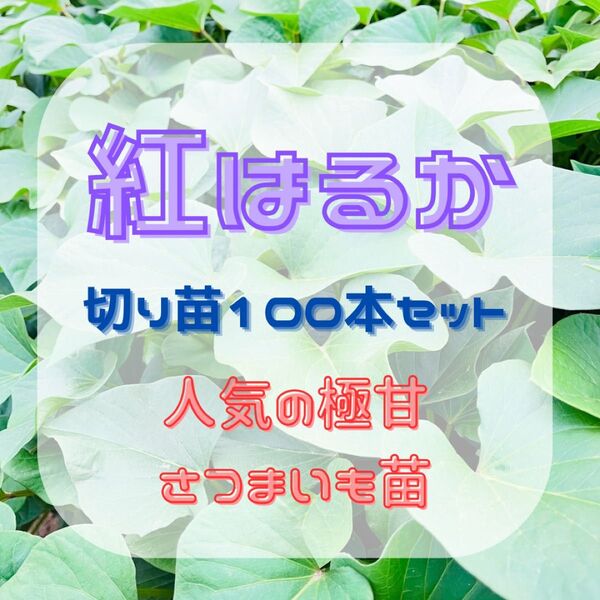 【許諾契約済・生産者直送】紅はるか 切苗100本セット 人気の極甘さつまいも苗!正規品種・農家直送!