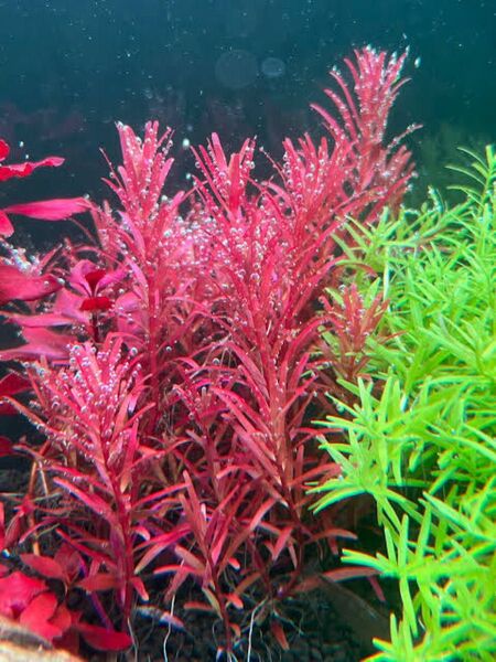 ロタラレディッシュ5本(5〜8cm) 無農薬水中葉