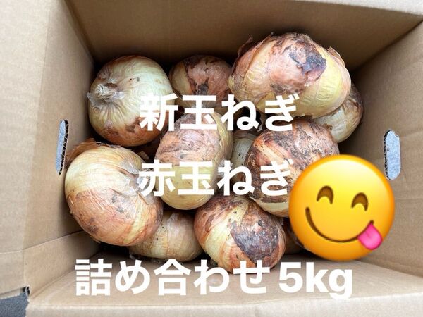 新玉ねぎ 赤玉ねぎ 詰め合わせ 5kg