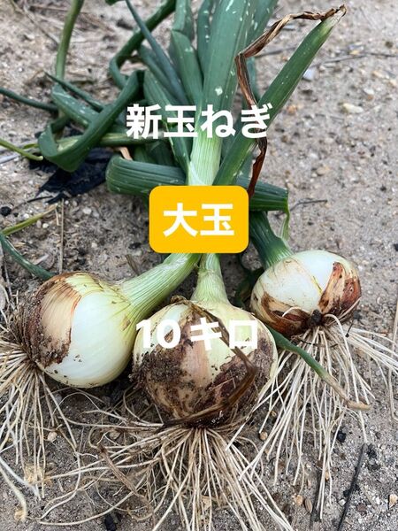 新玉ねぎ 大玉 10kg