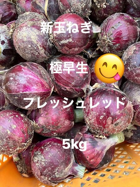 新玉ねぎ 極早生 フレッシュレッド 2種類5kg
