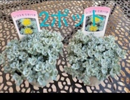 白雪ミセバヤ(和名)2ポット ケープブランコ、スパスリフォリウム 送料込み 多肉植物 写真共通ランダム発送 カラーラベル付き