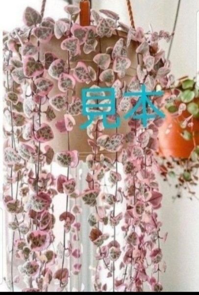 斑入りハートカズラ ハートカズラ錦/多肉植物 カラーラベル付き 写真共通ランダム発送 球根付きで安心