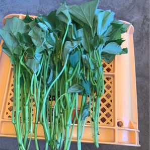 りり様専用 すずほっくり5本