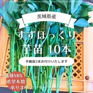 茨城県産 さつまいも苗 すずほっくり10本 予備苗2本です。