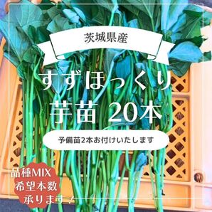 茨城県産 さつまいも苗 すずほっくり20本 予備苗2本です。