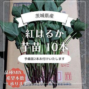 茨城県産 さつまいも苗 紅はるか 10本 予備苗2本です。