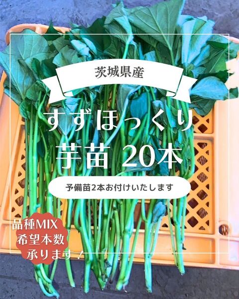 茨城県産 さつまいも苗 すずほっくり20本 予備苗2本です。