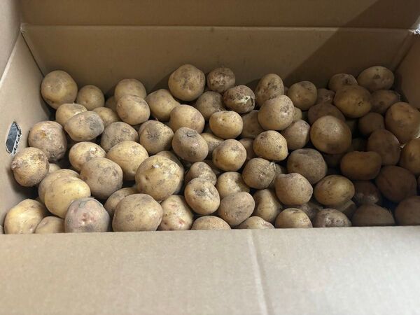 宮崎県産、新じゃがいも1.4kg