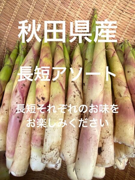 秋田県産 姫竹 根曲り竹 天然山菜 約900g 5/28発送予定 ネコポス発送