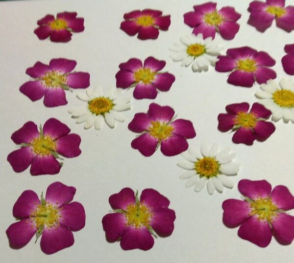 ① 押し花 ミニバラ他