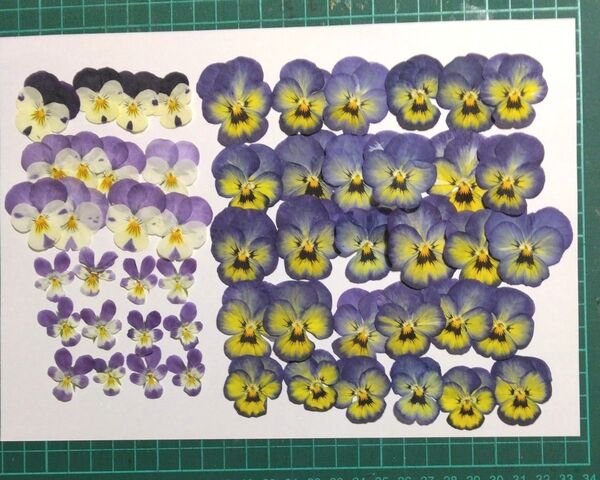 押し花 ビオラ