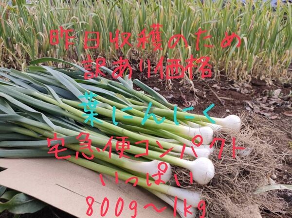 ※昨日収穫のため 訳あり価格 宅急便コンパクト 葉にんにく 800g〜1kg