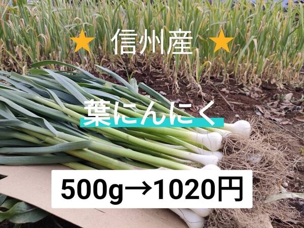 葉にんにく(小) 500g 長野県産 信州 産地直送