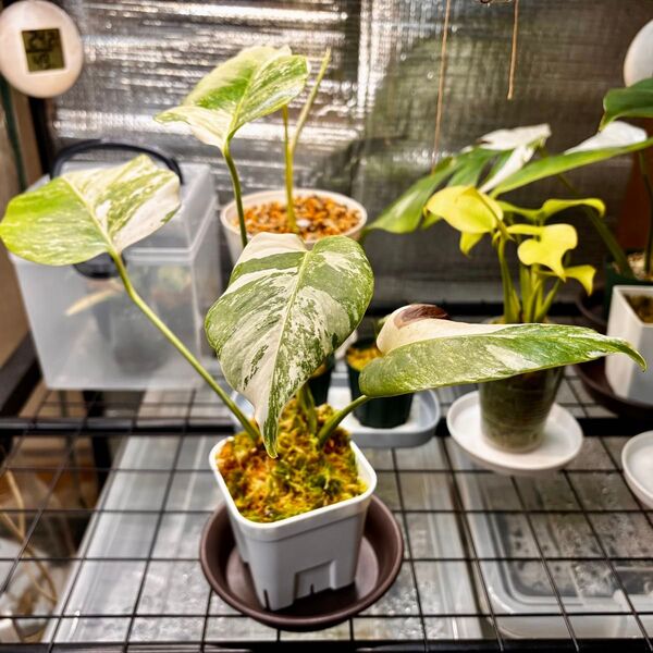 モンステラボルシギアナホワイトタイガー斑入り monstera borsigiana white tiger Variegated