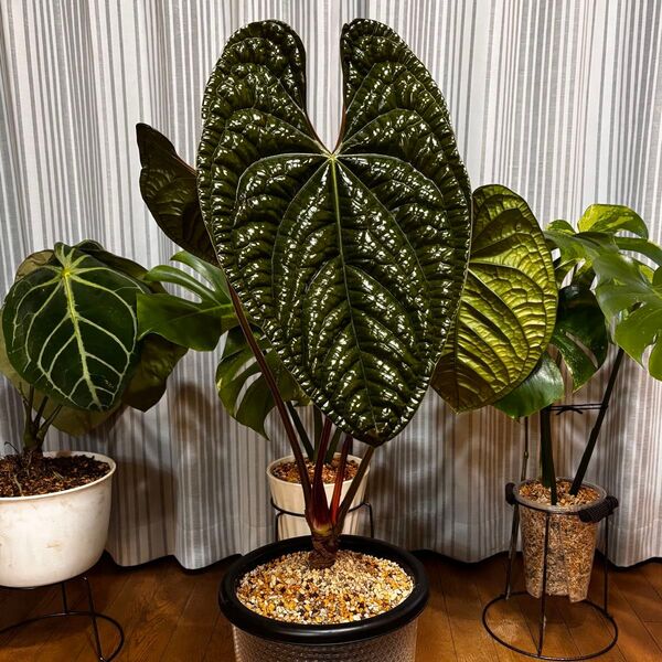 アンスリウム ルクスリアンス ダーク Anthurium luxurians 最高峰 大株 41cm