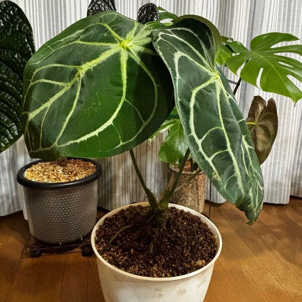 アンスリウム ドラヤキ Anthurium 'DORAYAKI 大株