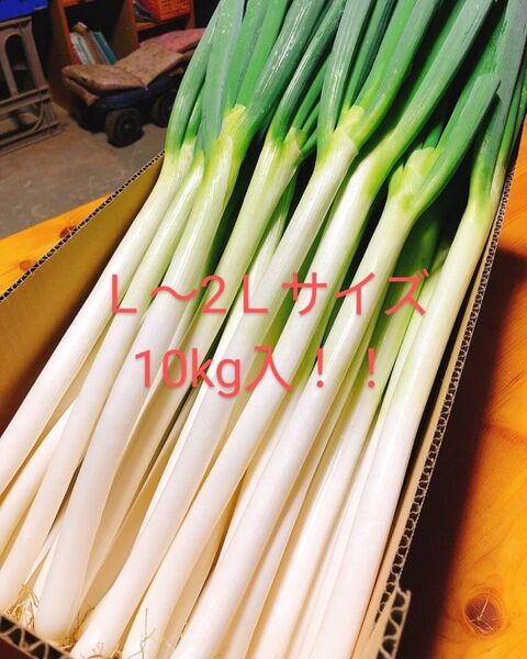 業者様必見 L~2L国産の長ネギ10キロ分
