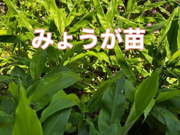 みょうが 抜き苗5本 ミョウガ 茗荷