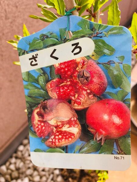 ざくろ ザクロ 柘榴 植物 苗木 苗