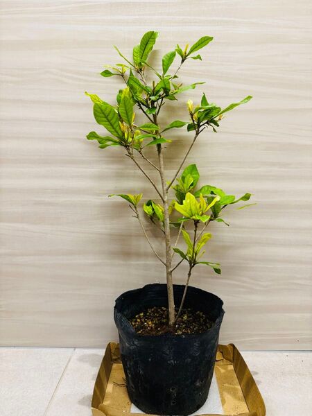 花芽付き!ミラクルフルーツ 苗 苗木 花芽 B