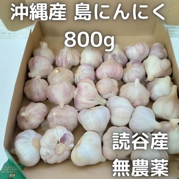 沖縄県読谷産 島にんにく S/SSサイズ 800g 無農薬 数量限定 沖縄 野菜