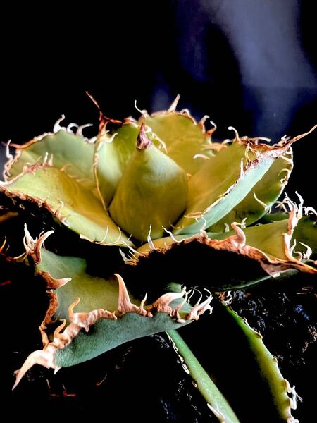 アガベ・チタノタ 圓葉拇指(フィリグリー)|agave titanota filigree