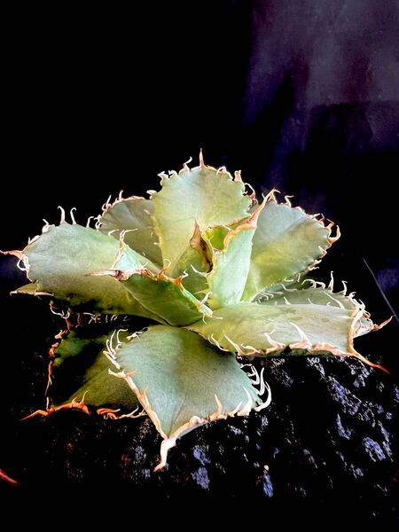 アガベ・チタノタ 圓葉拇指(フィリグリー)|agave titanota filigree