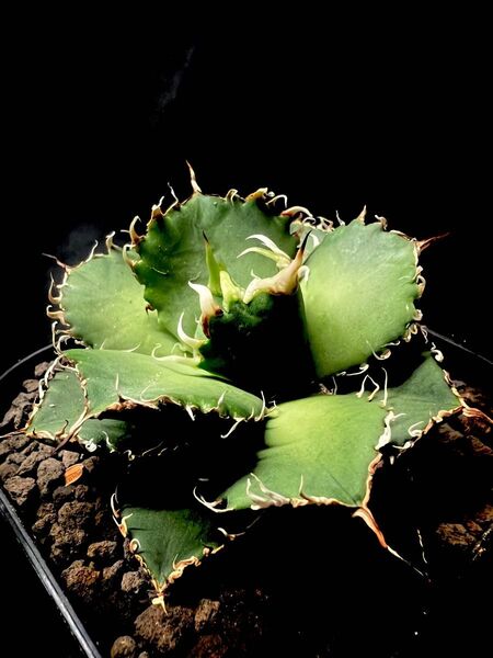 アガベ・チタノタ 圓葉拇指(フィリグリー)|agave titanota filigree