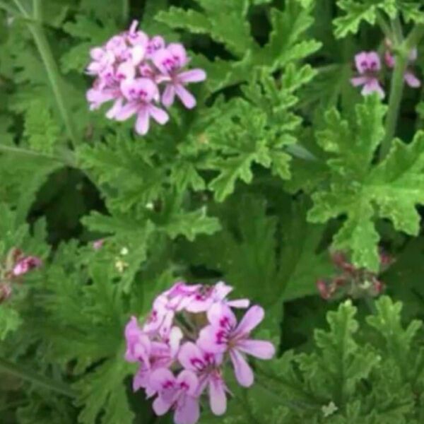 蚊除け草、ローズゼラニウムカット苗7本