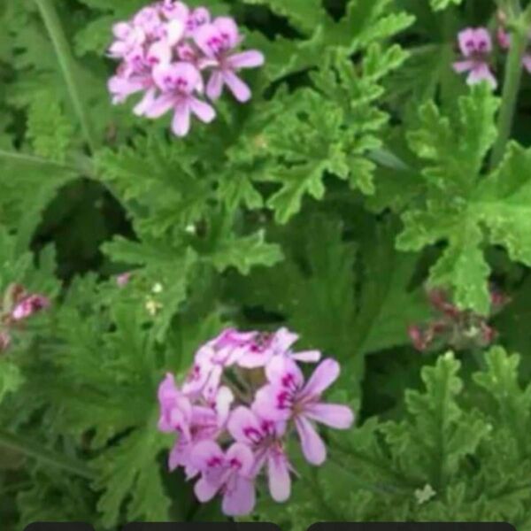 蚊除け草、ローズゼラニウムカット苗7本