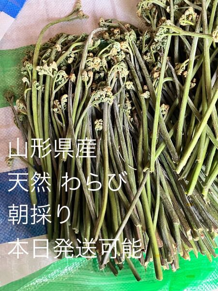山形県産 わらび 800グラム