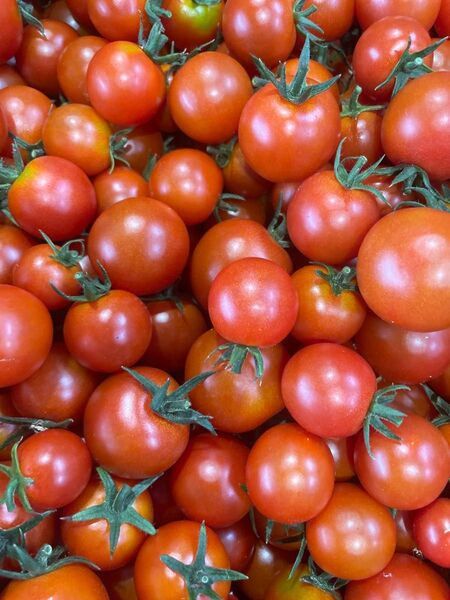 ミニトマト約1kg