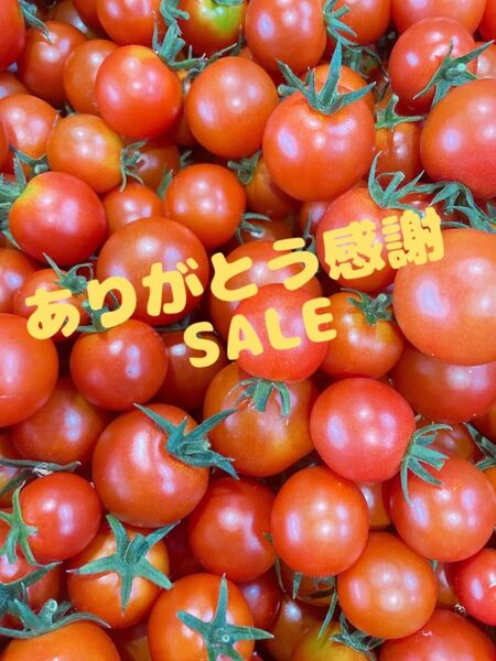 感謝SALE ミニトマト3kg