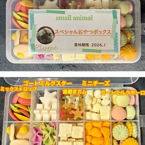 小動物、スペシャルおやつボックス、モモンガ、ハムスター、ハリネズミ等