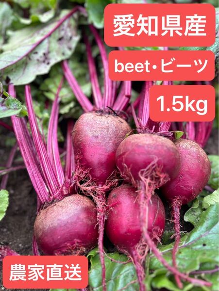 【農家直送】スーパーフード ビーツ1.5キロ (愛知県産・ビーツ)beet