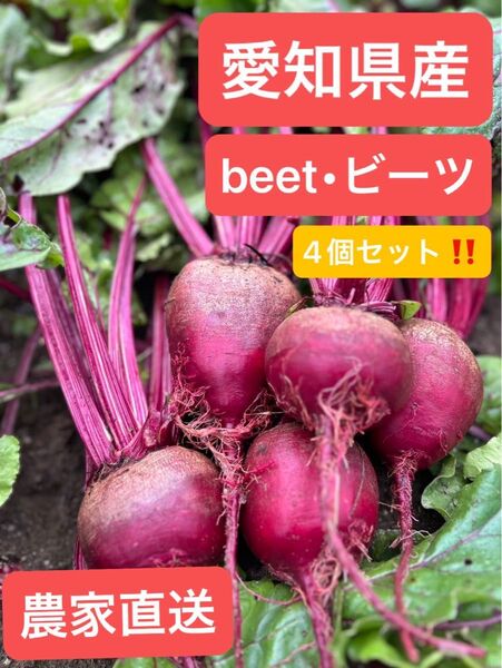 【お試し4個セット】スーパーフードビーツ4個(愛知県産)お試しサイズ beet