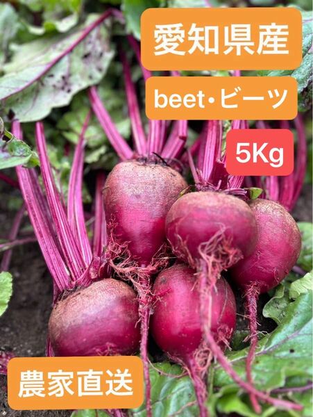 【農家直送】スーパーフード ビーツ5キロ (愛知県産・ビーツ)beet
