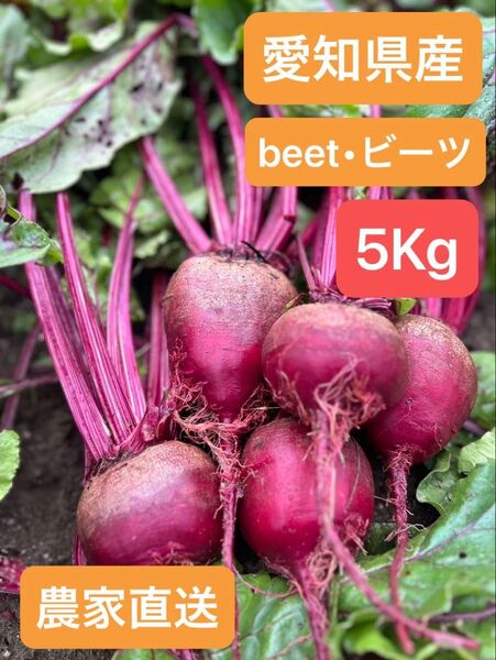 【農家直送】スーパーフード ビーツ5キロ (愛知県産・ビーツ)beet