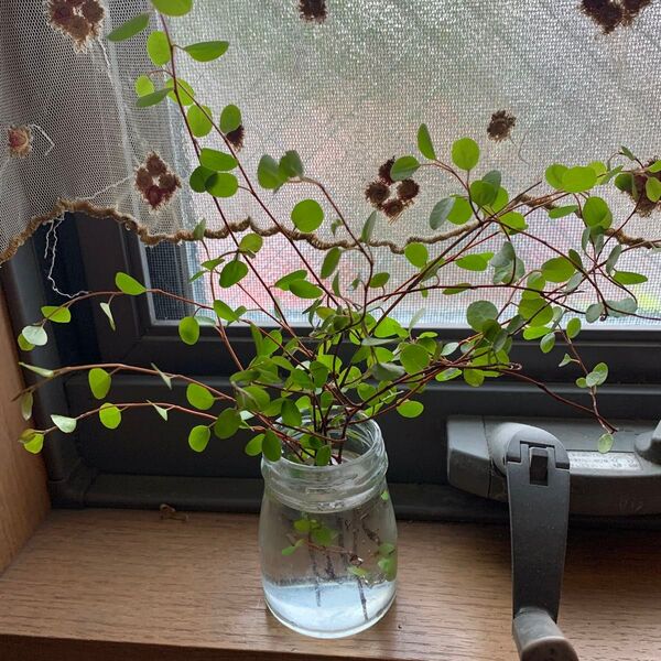 ワイヤープランツ50本セット挿し穂 購入いただいてからカットしてたくさんお送りします