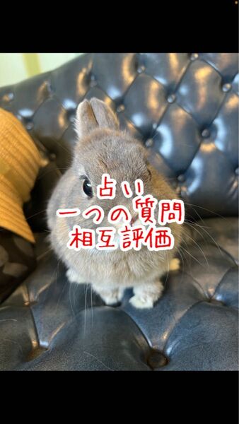 【チャット占い】一人で悩むあなたへ、心を込めて鑑定します。一つの質問に答えます。